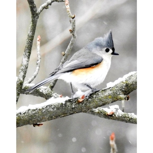 8x10 Tufted Titmouse in Snow Bird Photography Print‎ - Picture 2 of 5